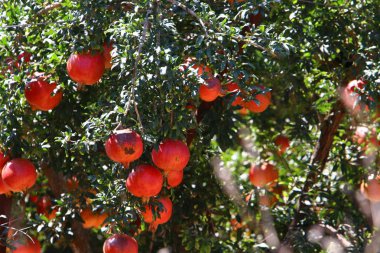 nar ağaçları Olgun kırmızı meyve bahçesinde 
