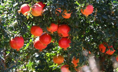 nar ağaçları Olgun kırmızı meyve bahçesinde 