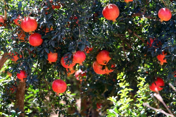 Jardín Sobre Granados Maduros Frutos Rojos —  Fotos de Stock