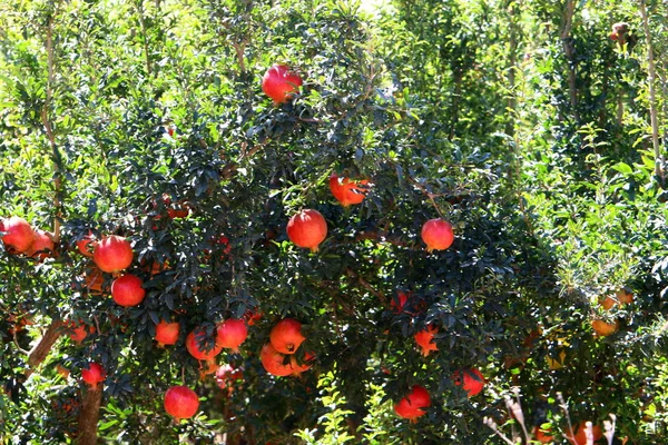 Dojrzałych Czerwonych Granatu Drzewa Ogrodzie — Zdjęcie stockowe