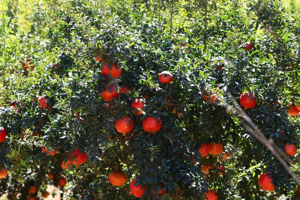 在石榴树上的花园里成熟的红色水果 — 图库照片