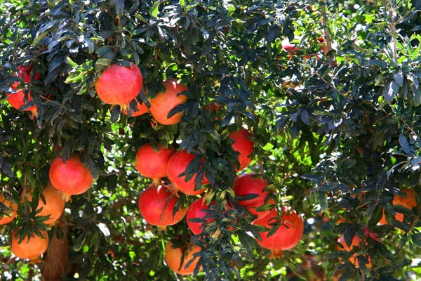 Саду Гранатовых Деревьях Спелые Красные Фрукты — стоковое фото