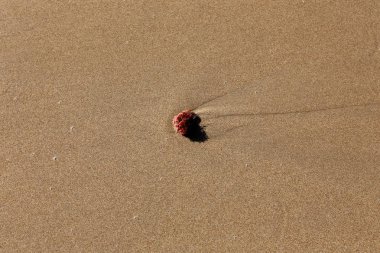 Akdeniz Kuzey İsrail'in kumlu sahili 