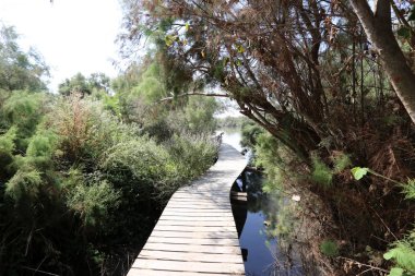 Doğa göllerde Tel Apek İsrail kuzeyde saklıdır. 