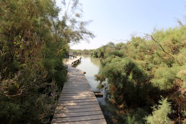 Doğa göllerde Tel Apek İsrail kuzeyde saklıdır. 