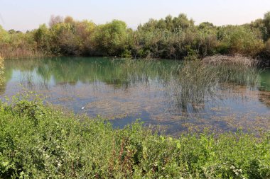Doğa göllerde Tel Apek İsrail kuzeyde saklıdır. 