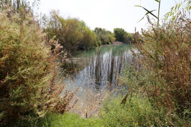 Doğa göllerde Tel Apek İsrail kuzeyde saklıdır. 