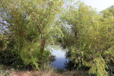 Doğa göllerde Tel Apek İsrail kuzeyde saklıdır. 