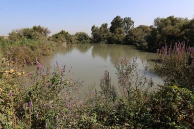 Doğa göllerde Tel Apek İsrail kuzeyde saklıdır. 