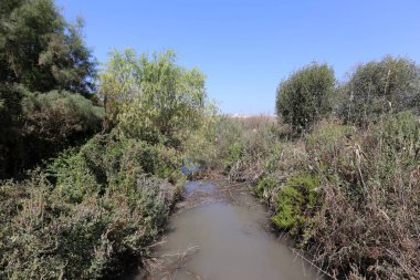 Doğa göllerde Tel Apek İsrail kuzeyde saklıdır. 