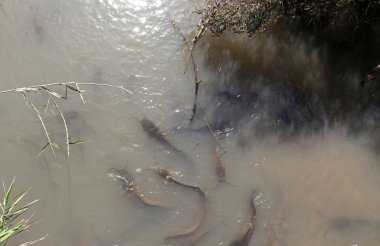 Doğa göllerde Tel Apek İsrail kuzeyde saklıdır. 