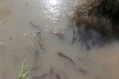 Doğa göllerde Tel Apek İsrail kuzeyde saklıdır. 