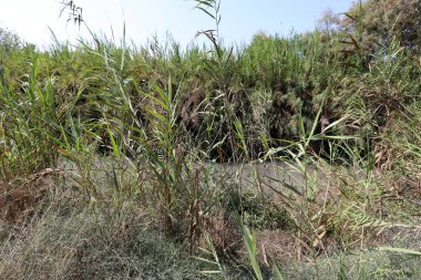 Doğa göllerde Tel Apek İsrail kuzeyde saklıdır. 