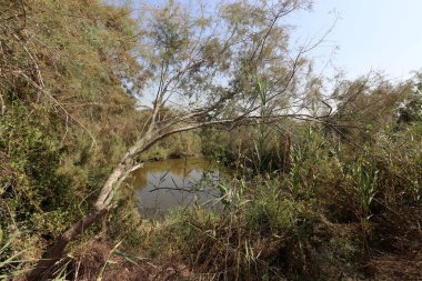 Doğa göllerde Tel Apek İsrail kuzeyde saklıdır. 