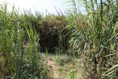 Doğa göllerde Tel Apek İsrail kuzeyde saklıdır. 