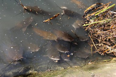 Doğa göllerde Tel Apek İsrail kuzeyde saklıdır. 