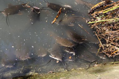 Doğa göllerde Tel Apek İsrail kuzeyde saklıdır. 