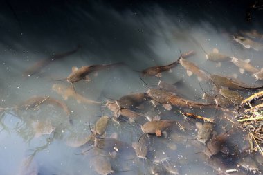 Doğa göllerde Tel Apek İsrail kuzeyde saklıdır. 