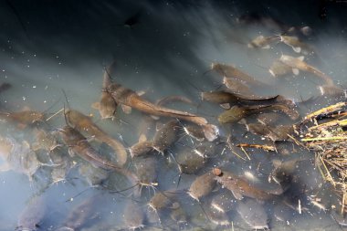 Doğa göllerde Tel Apek İsrail kuzeyde saklıdır. 