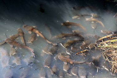 Doğa göllerde Tel Apek İsrail kuzeyde saklıdır. 