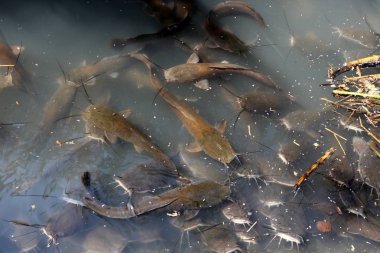 Doğa göllerde Tel Apek İsrail kuzeyde saklıdır. 