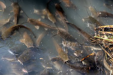 Doğa göllerde Tel Apek İsrail kuzeyde saklıdır. 