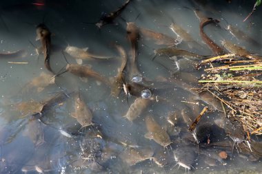 Doğa göllerde Tel Apek İsrail kuzeyde saklıdır. 