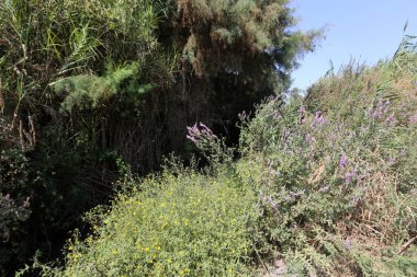 Doğa göllerde Tel Apek İsrail kuzeyde saklıdır. 