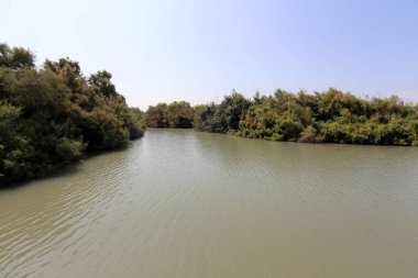Doğa göllerde Tel Apek İsrail kuzeyde saklıdır. 