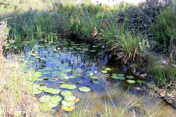 Doğa göllerde Tel Apek İsrail kuzeyde saklıdır. 