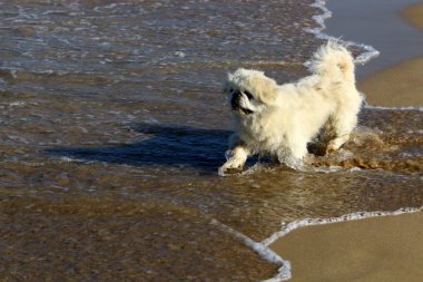 bir köpek plaj boyunca Akdeniz kıyısında yürür. 