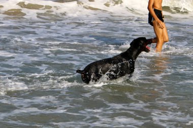 bir köpek plaj boyunca Akdeniz kıyısında yürür. 