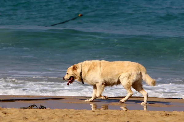 Dog Walks Beach Mediterranean Coast — Stock Photo, Image