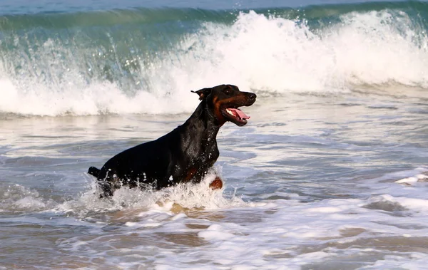 Dog Walks Beach Mediterranean Coast — Stock Photo, Image