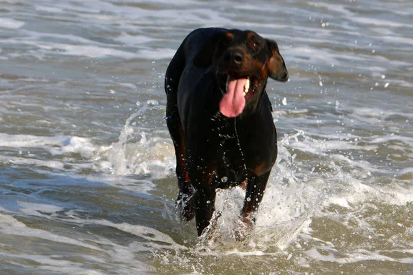 Собака Гуляет Пляжу Средиземноморском Побережье — стоковое фото