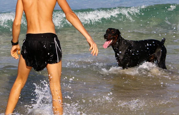 Chien Promène Long Plage Sur Côte Méditerranéenne — Photo