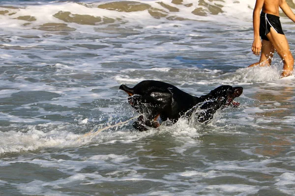 Pies Spacery Wzdłuż Plaży Wybrzeżu Morza Śródziemnego — Zdjęcie stockowe