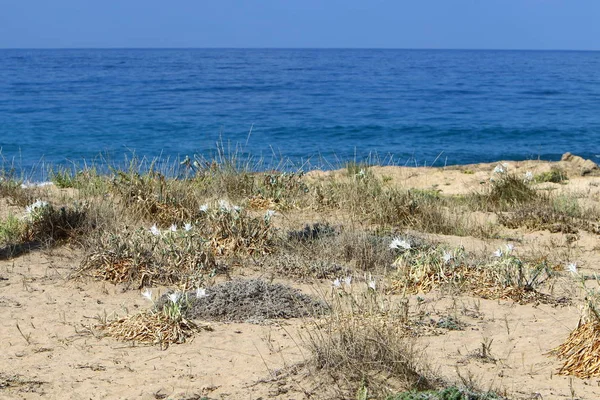 Öde Stranden Medelhavet Norr Israel — Stockfoto