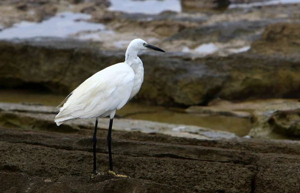 Egretta Fängt Fische Den Ufern Des Mittelmeeres — Stockfoto