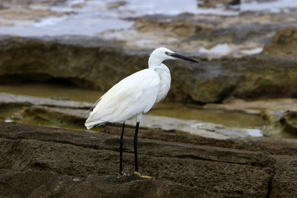 Egretta Úlovky Ryb Pobřeží Středozemního Moře — Stock fotografie