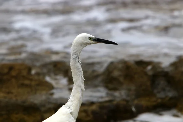 Egretta Úlovky Ryb Pobřeží Středozemního Moře — Stock fotografie