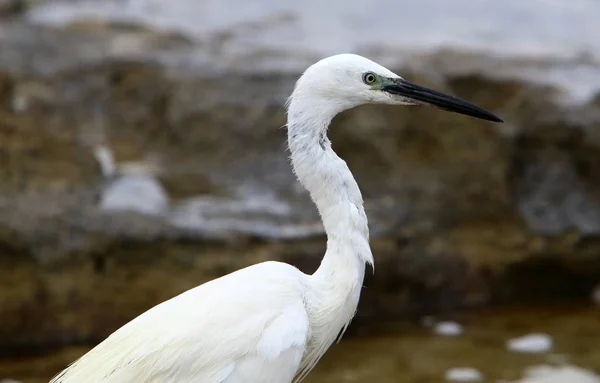 Egretta Fängt Fische Den Ufern Des Mittelmeeres — Stockfoto