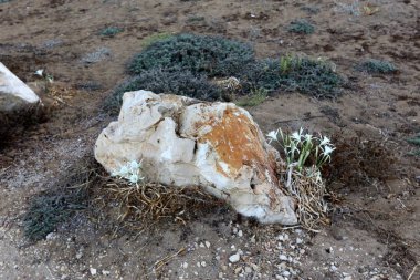 Akdeniz kıyısında açık bir parkta taş yalan 