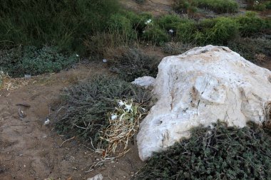 Akdeniz kıyısında açık bir parkta taş yalan 