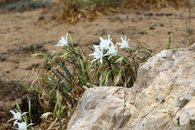 Akdeniz kıyısında açık bir parkta taş yalan 
