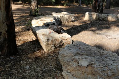 Akdeniz kıyısında açık bir parkta taş yalan 