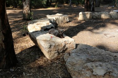 Akdeniz kıyısında açık bir parkta taş yalan 