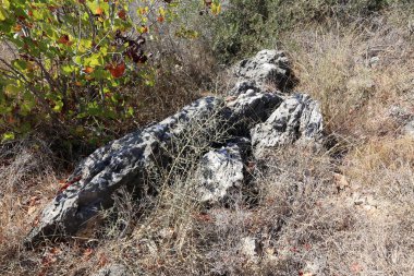 Akdeniz kıyısında açık bir parkta taş yalan 