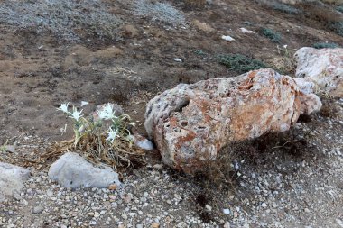 Akdeniz kıyısında açık bir parkta taş yalan 