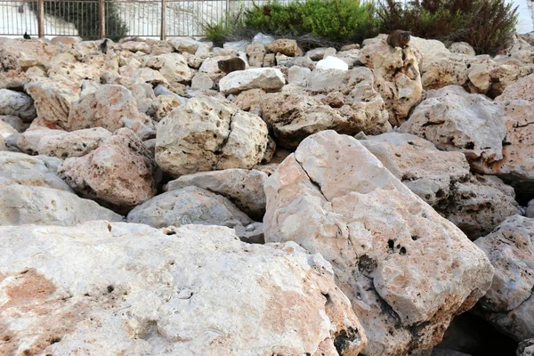 Akdeniz Kıyısında Açık Bir Parkta Taş Yalan — Stok fotoğraf